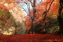 紅葉の絨毯