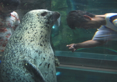 I泳ぐ人　見学者　