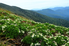 花の百名山　平標山