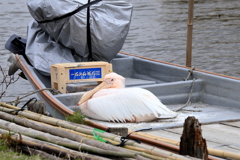 印旛沼のスター