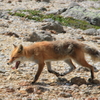 野生の表情