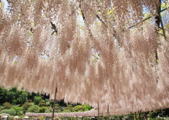 春色のカーテン