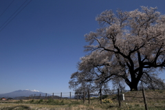 鰐塚の桜