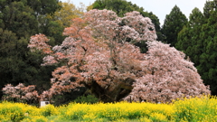 吉高の桜