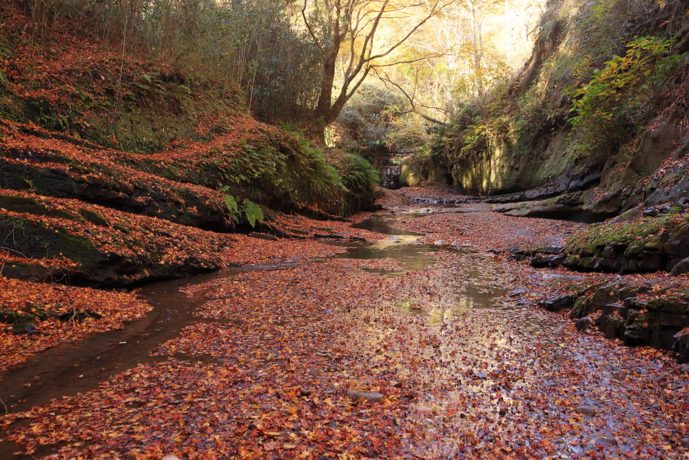 紅葉の絨毯　４　　