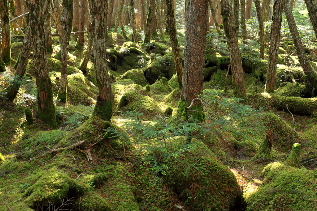 もののけの森　北八ヶ岳　２