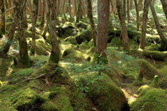 もののけの森　北八ヶ岳　２