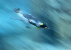 飛翔　ペンギン
