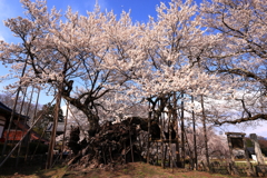 神代桜