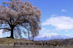 鰐塚の桜