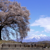 鰐塚の桜