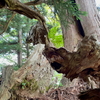 早月尾根のドラゴン