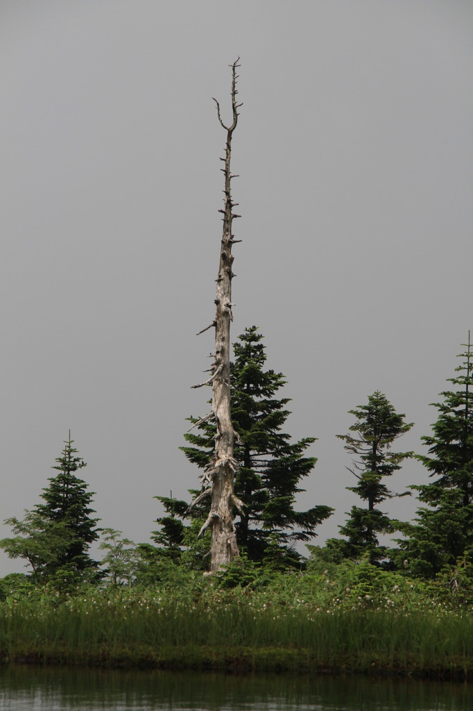 山の神様　みーつけた