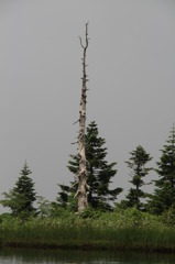 山の神様　みーつけた