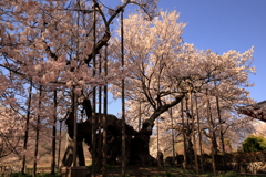 神代桜