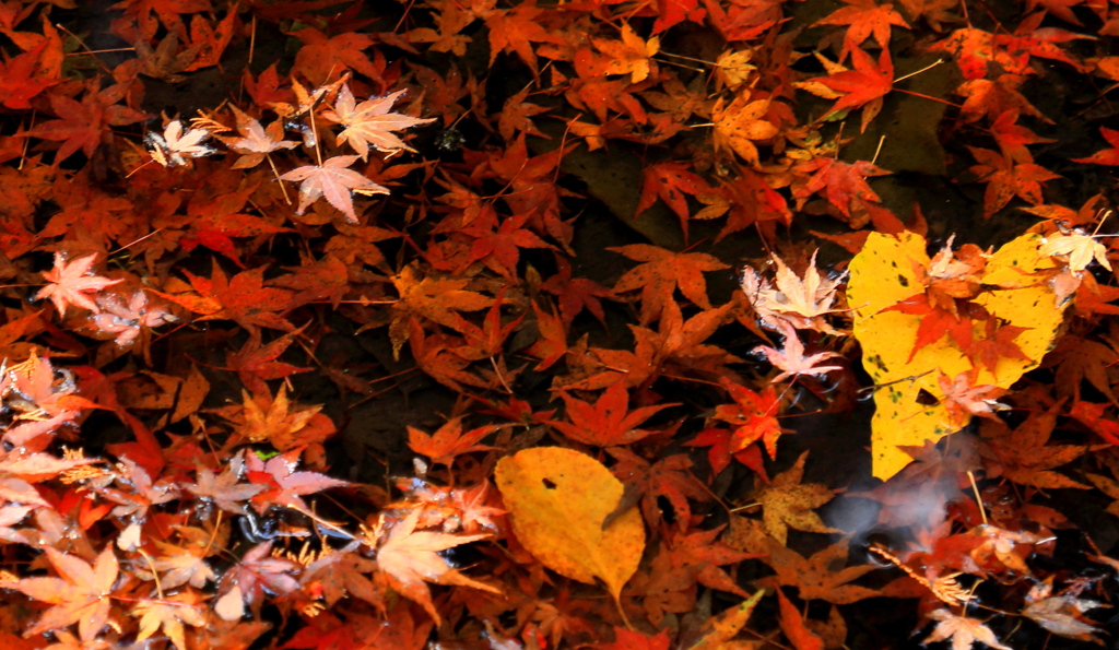 水面に浮かぶ紅葉、沈む紅葉