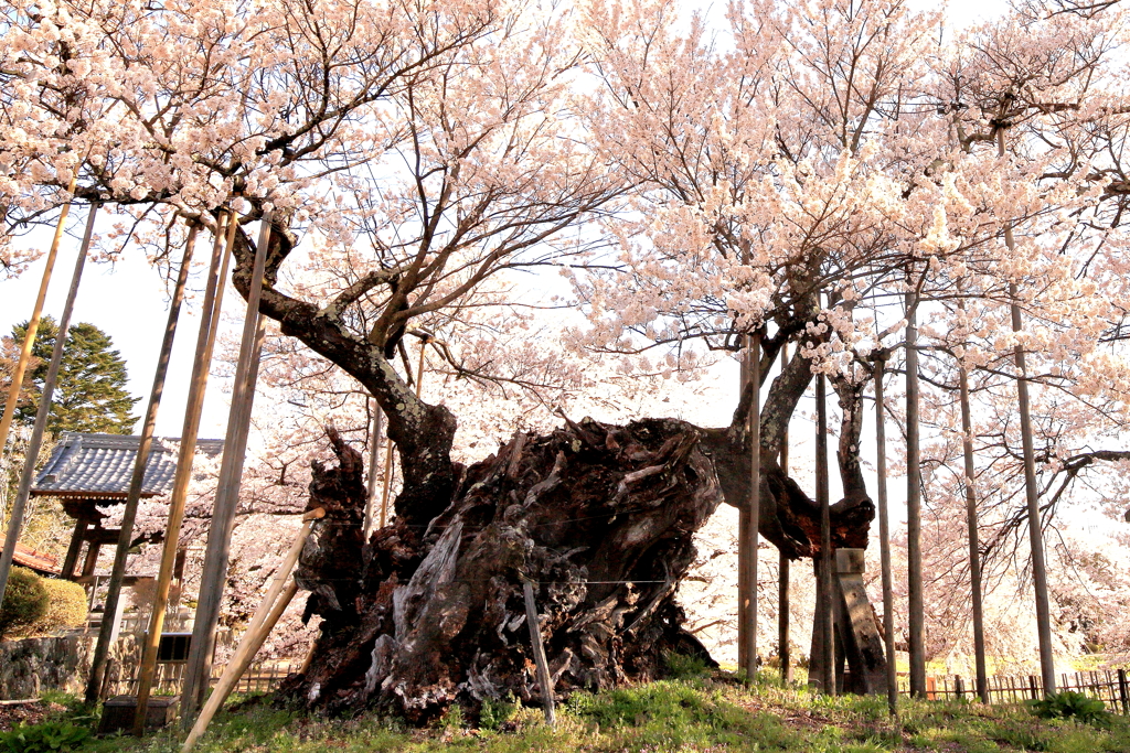 神代桜　２