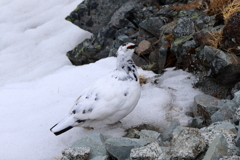 冬毛の雷鳥　出席番号３