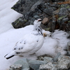 冬毛の雷鳥　出席番号３