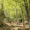 新緑の登山道