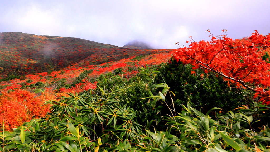 紅葉の絨毯　栗駒山