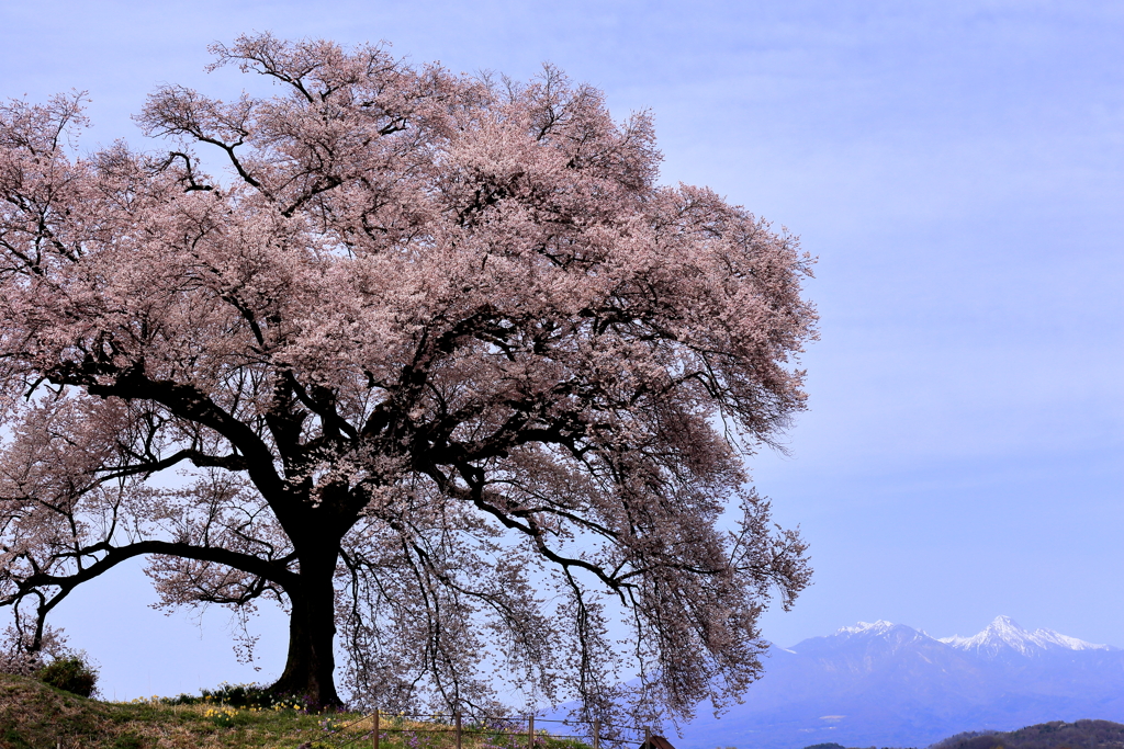 わに塚の桜