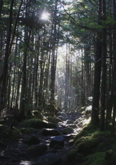 朝の登山道
