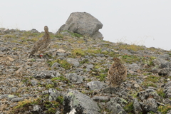 雷鳥　中央アルプスにて