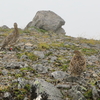 雷鳥　中央アルプスにて