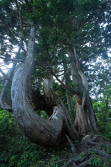 立山杉　早月尾根　６