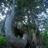 立山杉　早月尾根　６