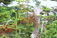 I山の神様へのお供え物