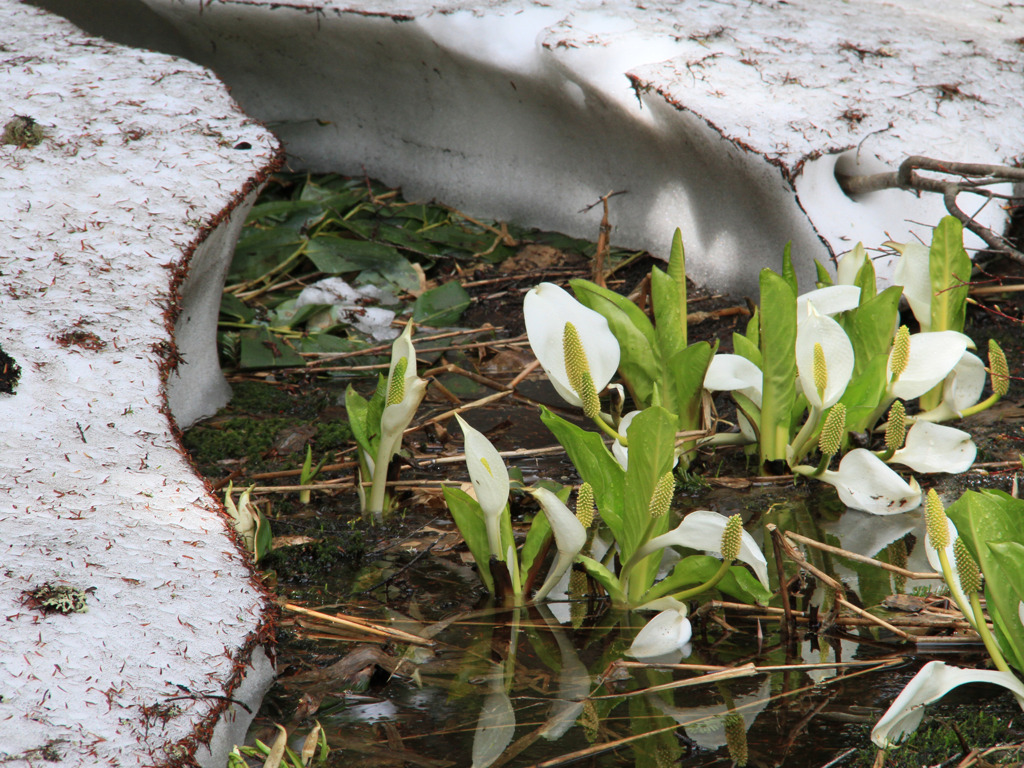 夏がくーると・・・