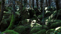 もののけの森　北八ヶ岳　１