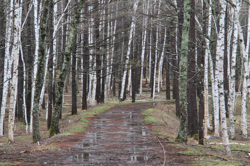 雨上がりの朝に