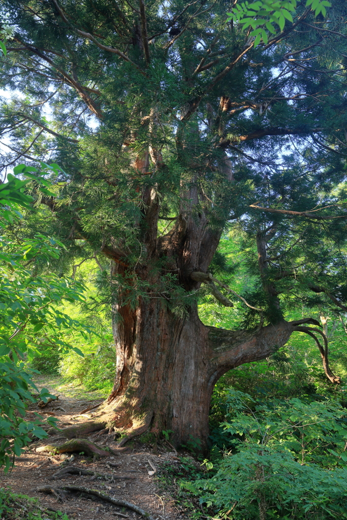 立山杉　早月尾根　３