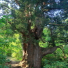立山杉　早月尾根　３