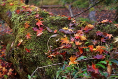 倒木の上の秋　梅が瀬渓谷
