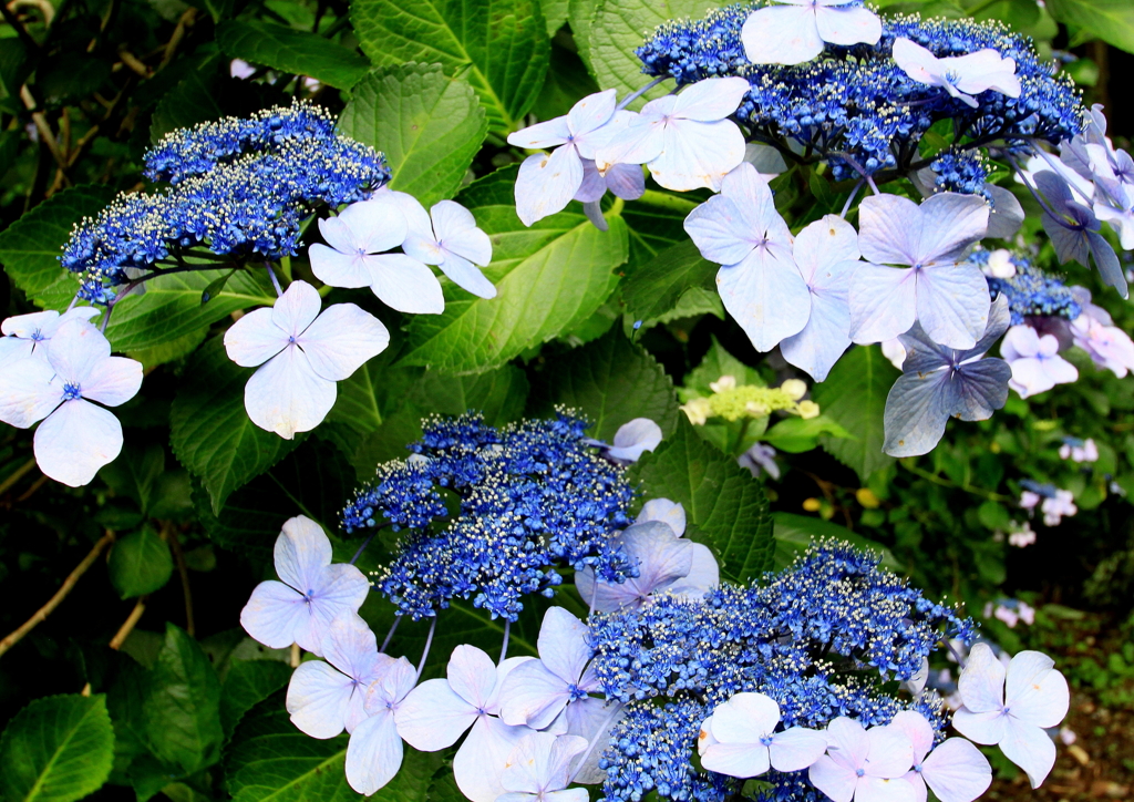 梅雨時の主役　１
