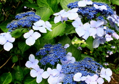 梅雨時の主役　１