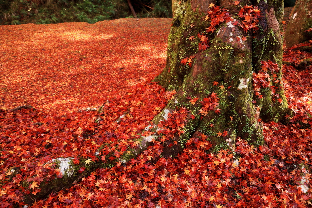 紅葉の絨毯３