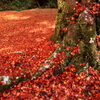 紅葉の絨毯３