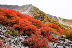 涸沢　秋の色