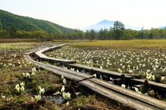 研究見本園