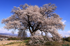 鰐塚の桜