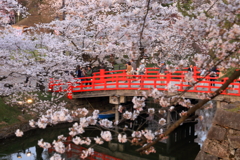 春の城跡