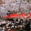 春の城跡