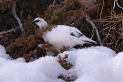 冬毛の雷鳥　出席番号１の２