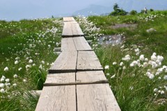 わたすげの道