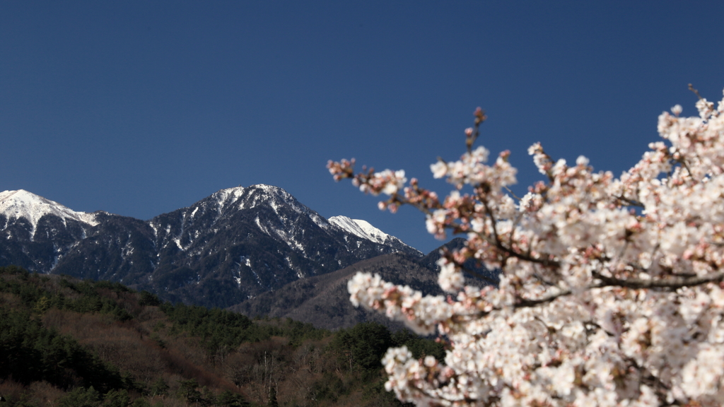 咲き競う